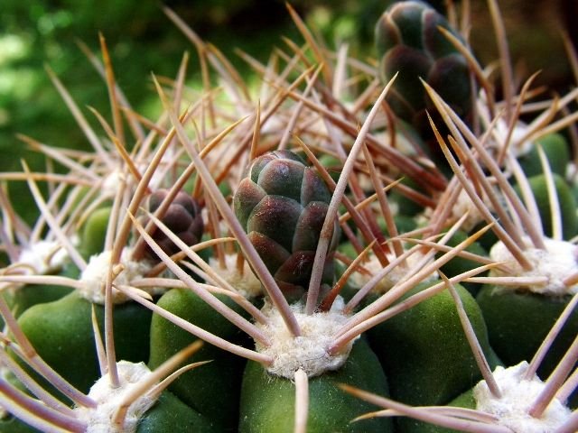 Gymnocalycium _mostii _v.kurtzianum _d2